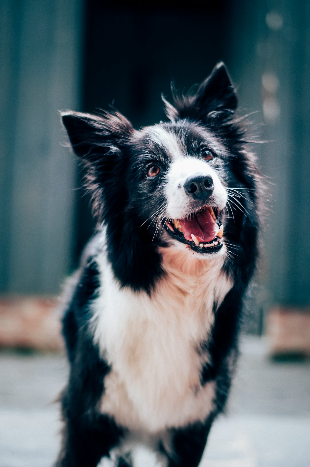 Border Collie